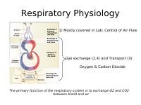 Respiratory Physiology.ppt